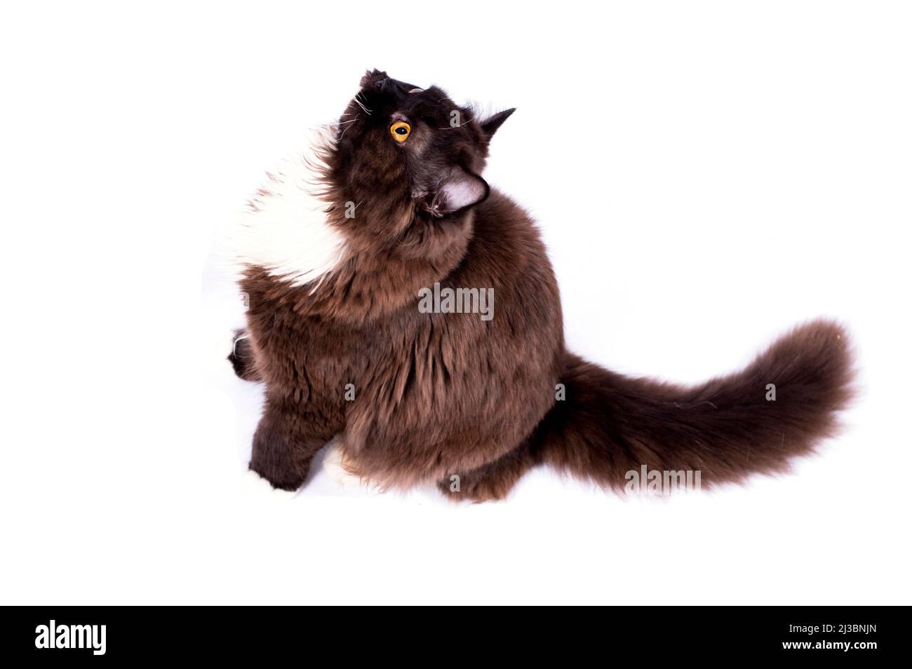 long-haired brown Scottish cat on a white background, isolated image, beautiful domestic cats, cats in the house, pets, Stock Photo