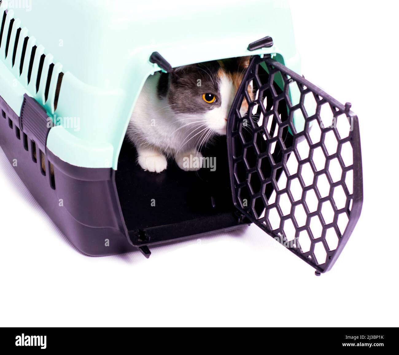 isolated image, tricolor cat looking out of a cat carrier, beautiful