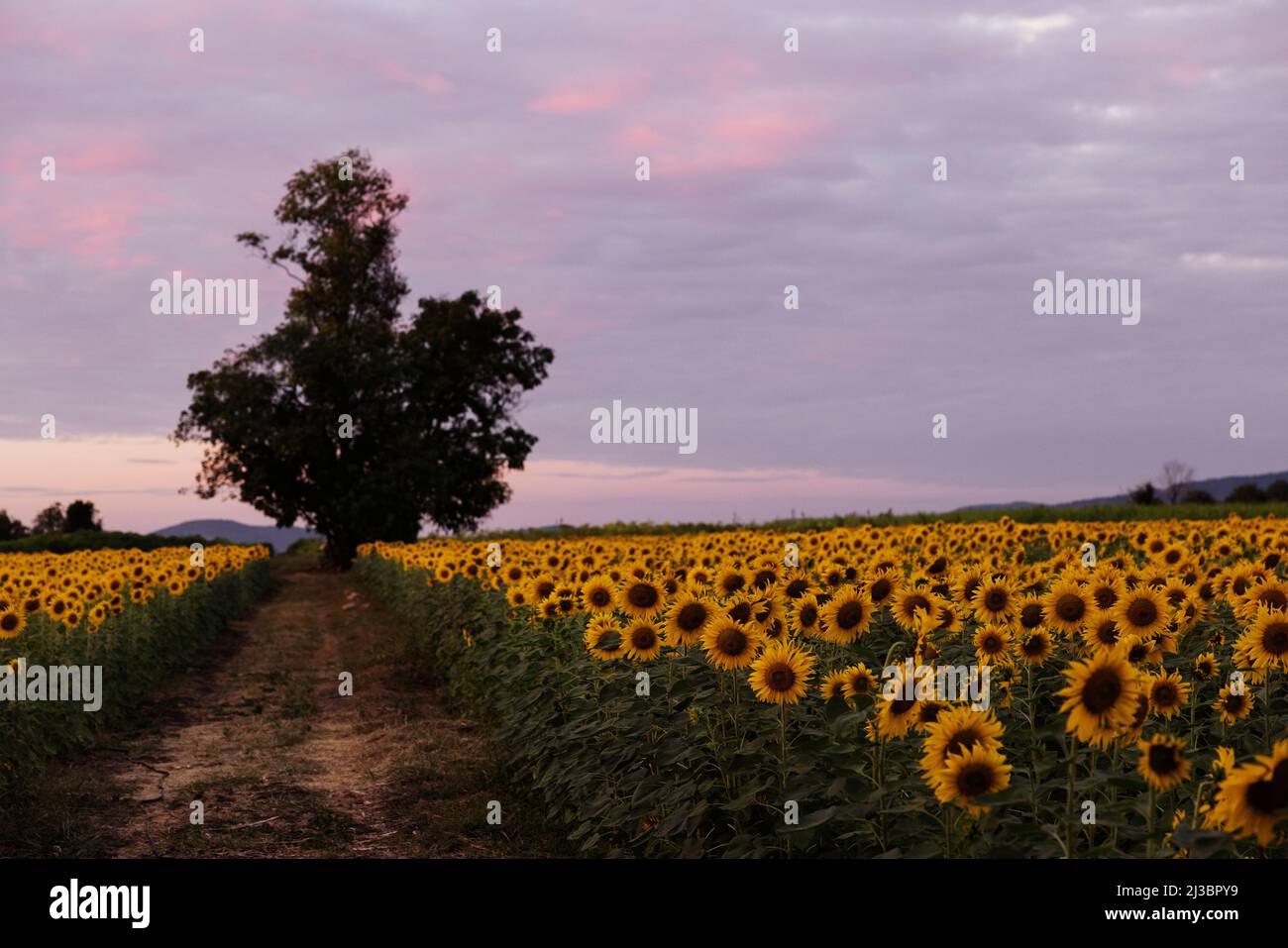 Sunflower field rural road hi-res stock photography and images - Alamy