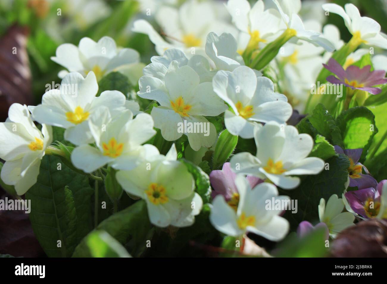 White Primulas. Plantae. Primula vulgaris. Primula acaulis Stock Photo