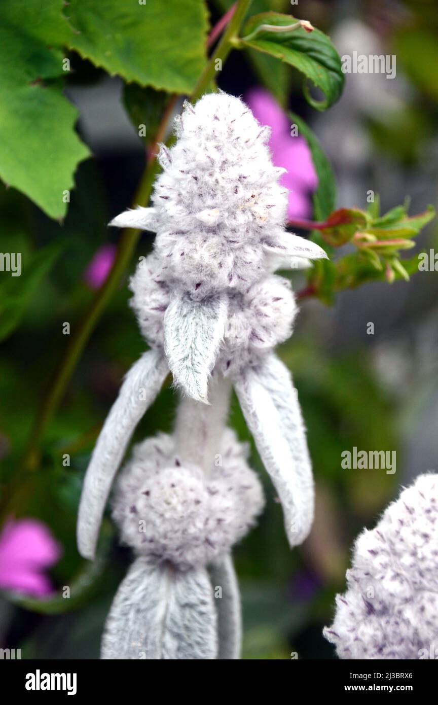 Silver/White Lamb's-ears (Stachys byzantina) 'Woolly woundwort' Flowers grown at Holker Hall & Gardens, Lake District, Cumbria, England, UK. Stock Photo