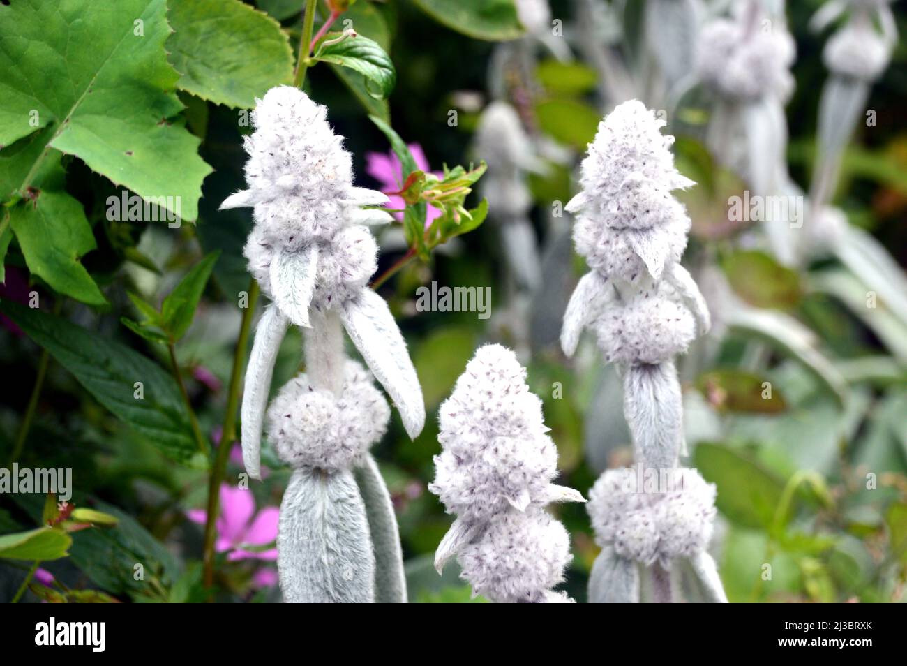Silver/White Lamb's-ears (Stachys byzantina) 'Woolly woundwort' Flowers grown at Holker Hall & Gardens, Lake District, Cumbria, England, UK. Stock Photo