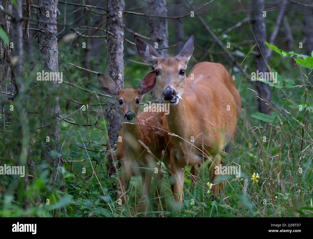 Doe and fawn white tailed deer hi-res stock photography and images - Alamy