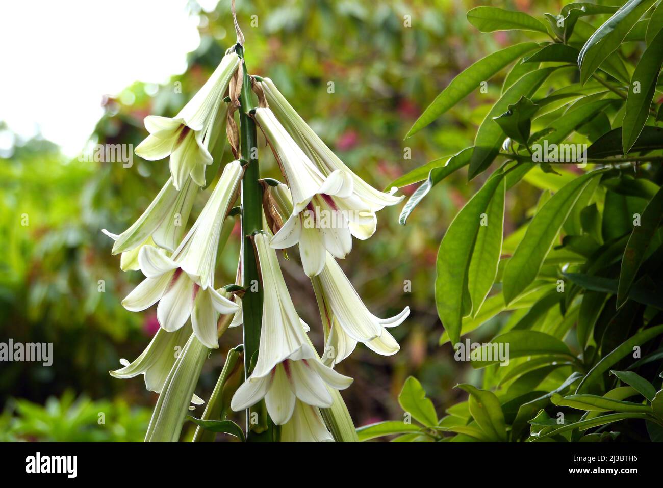 Tall White Giant Himalayan lily (Cardiocrinum giganteum) Flowers grown at Holker Hall & Gardens, Lake District, Cumbria, England, UK. Stock Photo