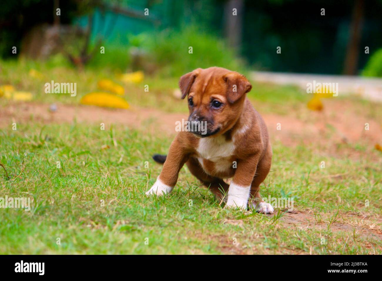 Cute Young Puppy in A Park playing and jumping Stock Photo - Alamy