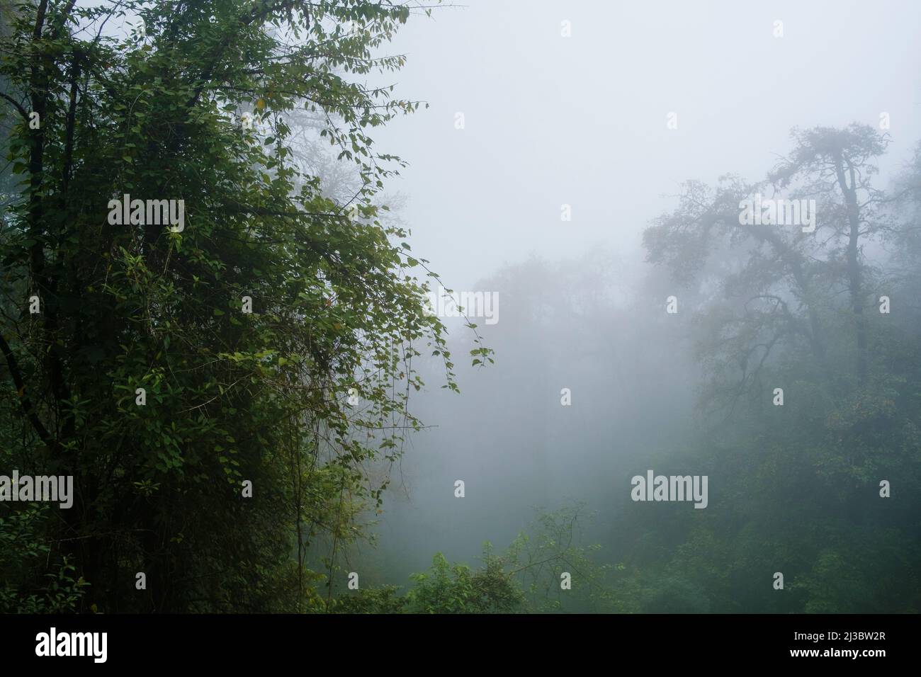 Moist broadleaved temperate forest under thick fog. Phulchowki mountain. Kathmandu valley. Nepal. Stock Photo
