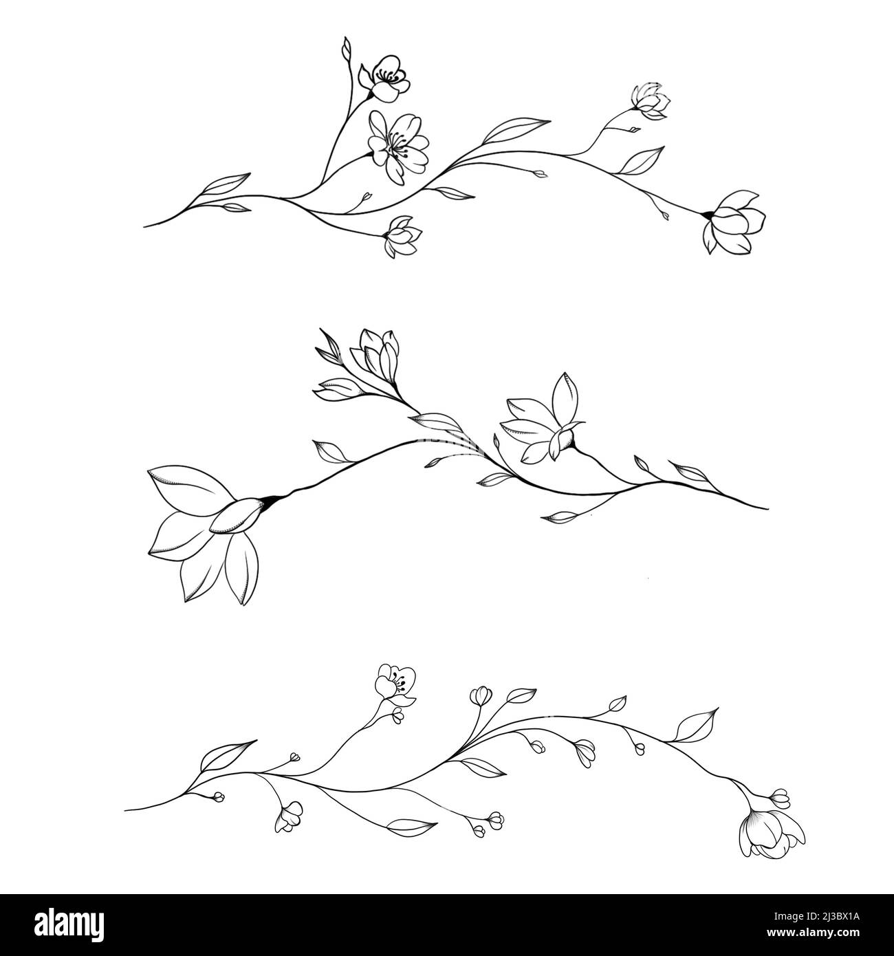 minimalism tattoo. beautiful detailed sketch of plant. The idea of ​​a twig  tattoo with leaves. detailed sketch of a twig with leaves Stock Photo -  Alamy