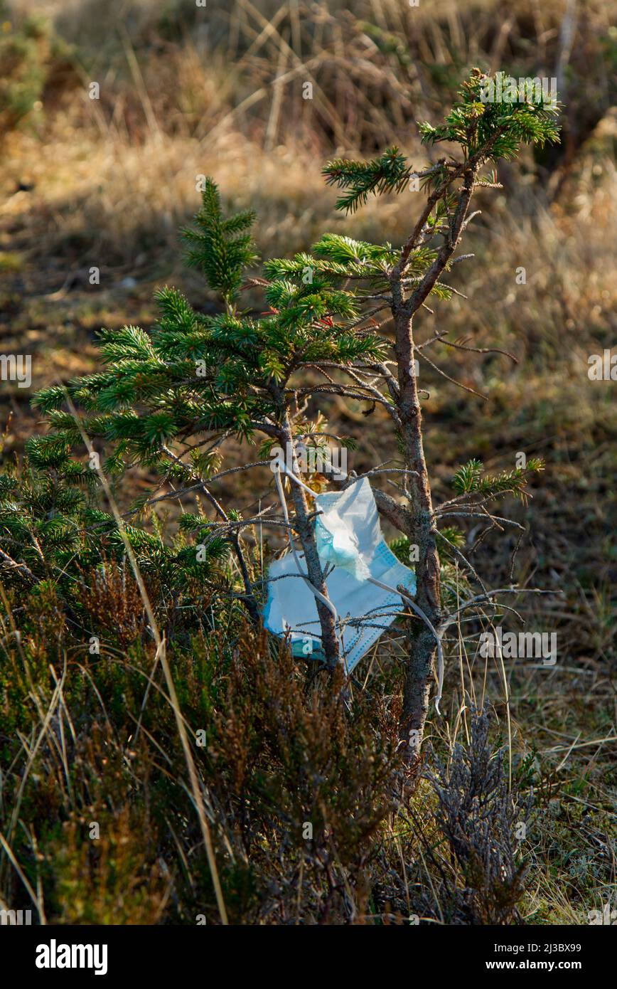 Plastic mask caught on small tree, Highland Scotland Stock Photo