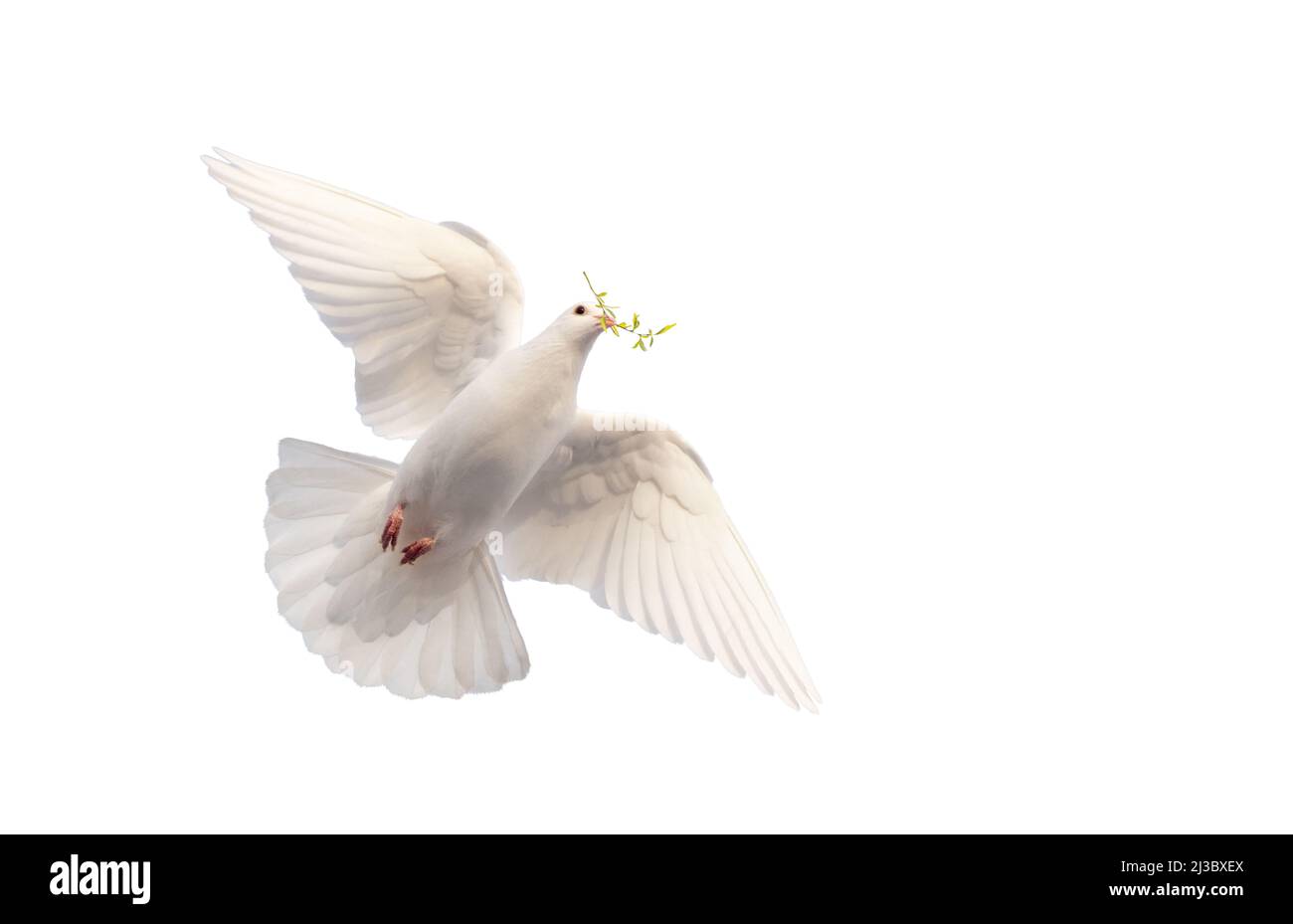 white dove with a branch in its beak flies on white Stock Photo - Alamy