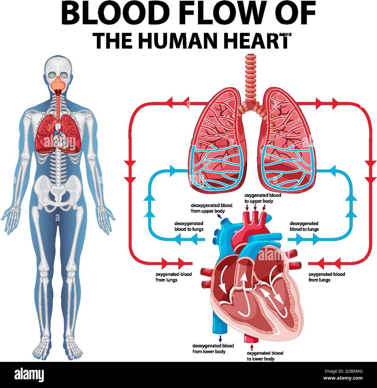 Diagram showing blood flow of human heart illustration Stock Vector ...
