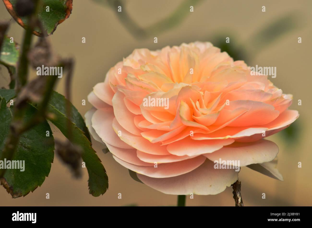 Beautiful bloom orange rose in garden Stock Photo