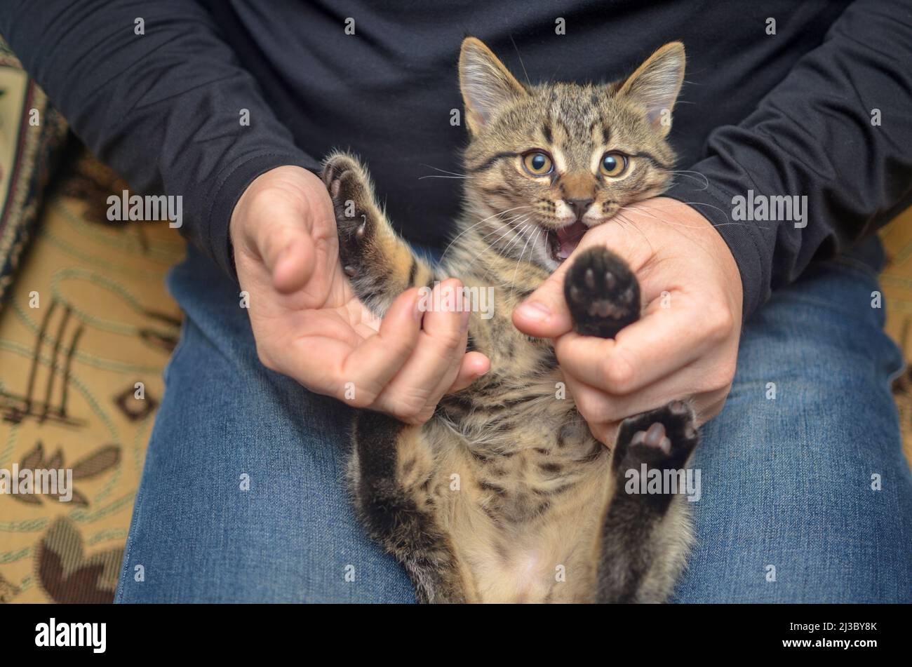 pet concept - playful tabby kitten lies on the knees of a faceless man ...