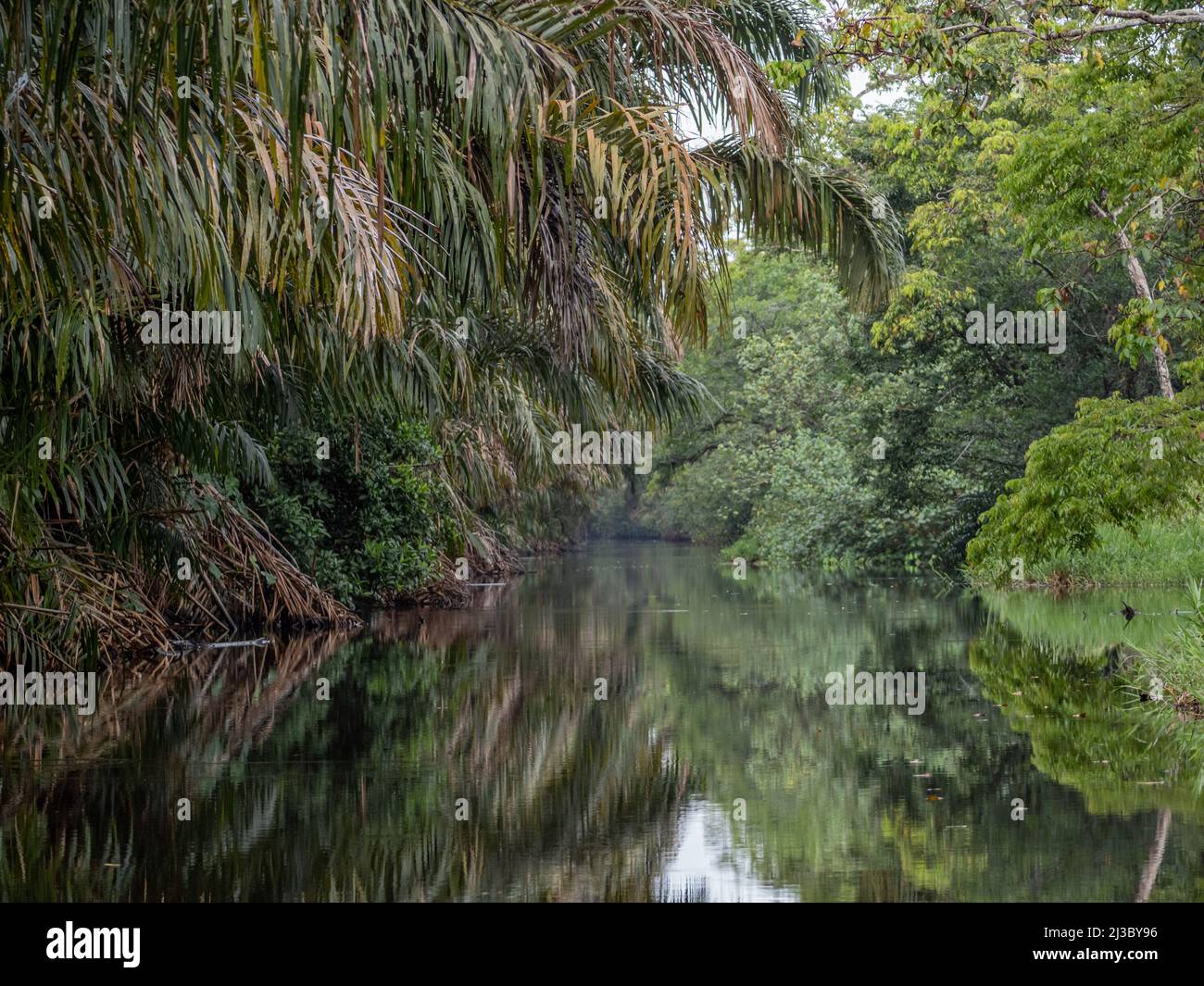 Tropical canal with lush overhanging forest Stock Photo