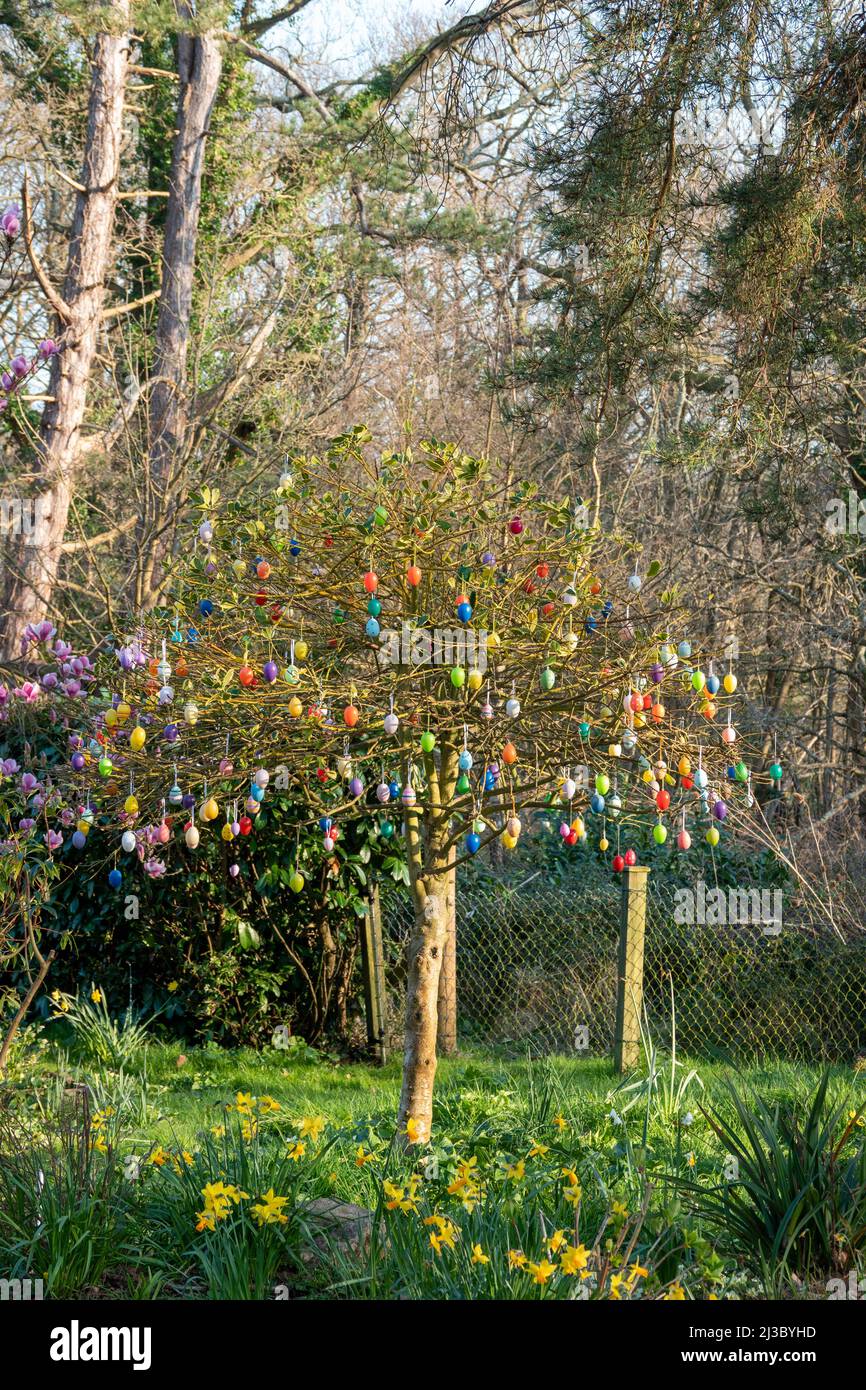 tree covered with hanging easter eggs to celebrate Easter Stock Photo