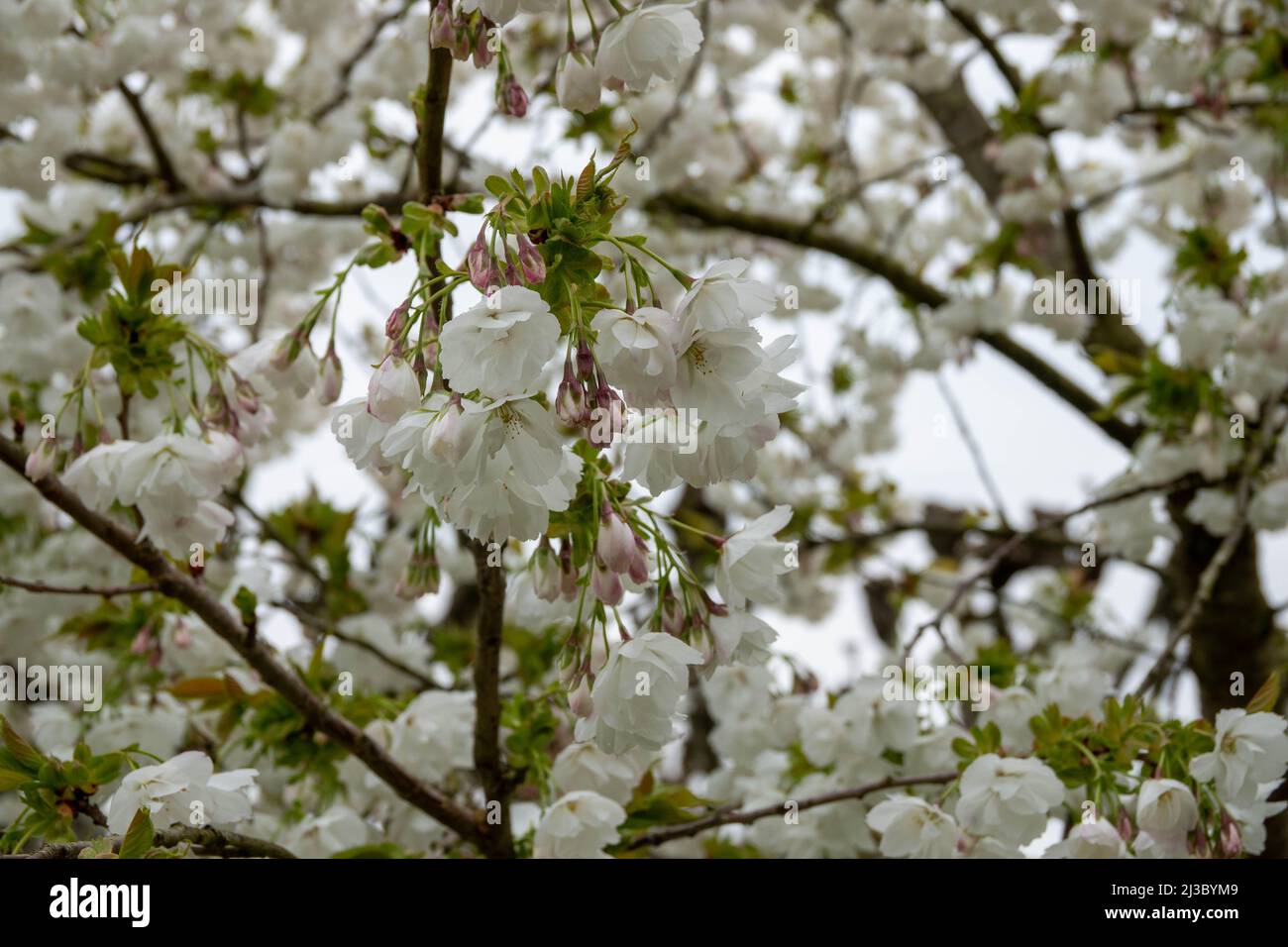 blossom of the japenese flowering cherry the national flower of japan