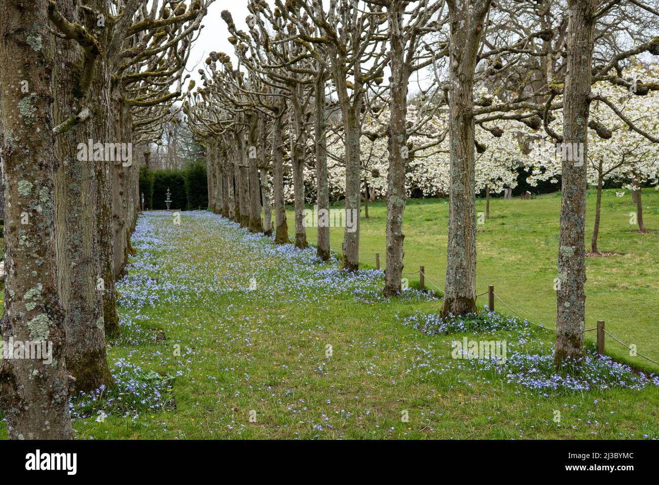 a carpet of violet blue chionodoxa sweeping the pleached lime walk with beautiful cherry blossom in the background Stock Photo