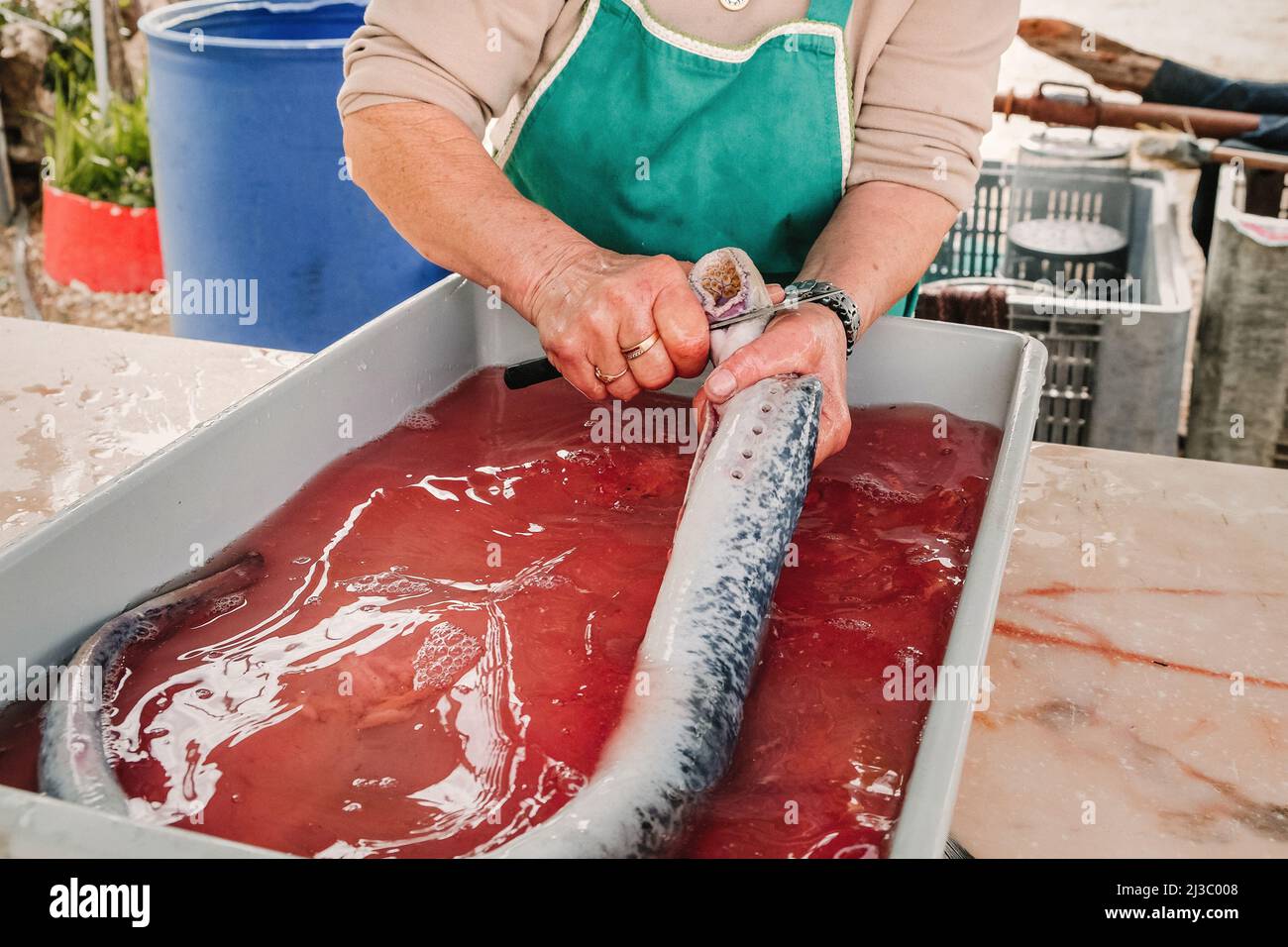 lamprey being prepared in traditional portuguese way Stock Photo