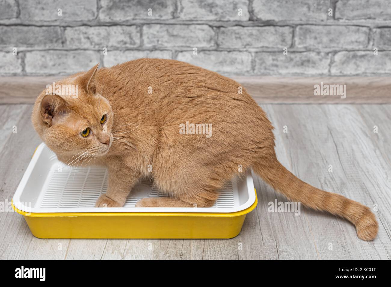 red cat is going to go to the toilet sitting in the tray Stock Photo