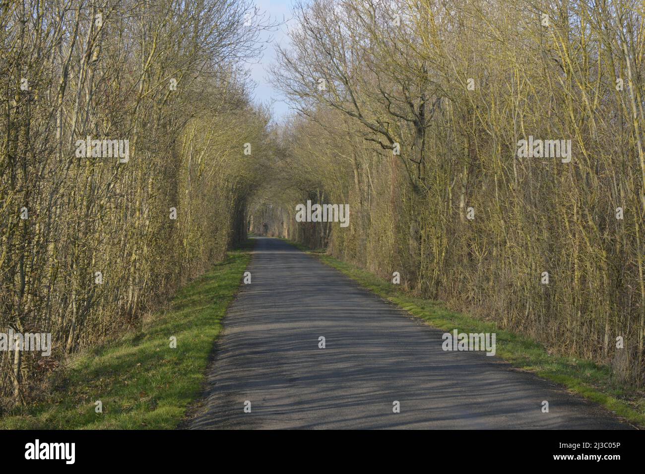 Beautiful shot pathway forest hi-res stock photography and images - Alamy