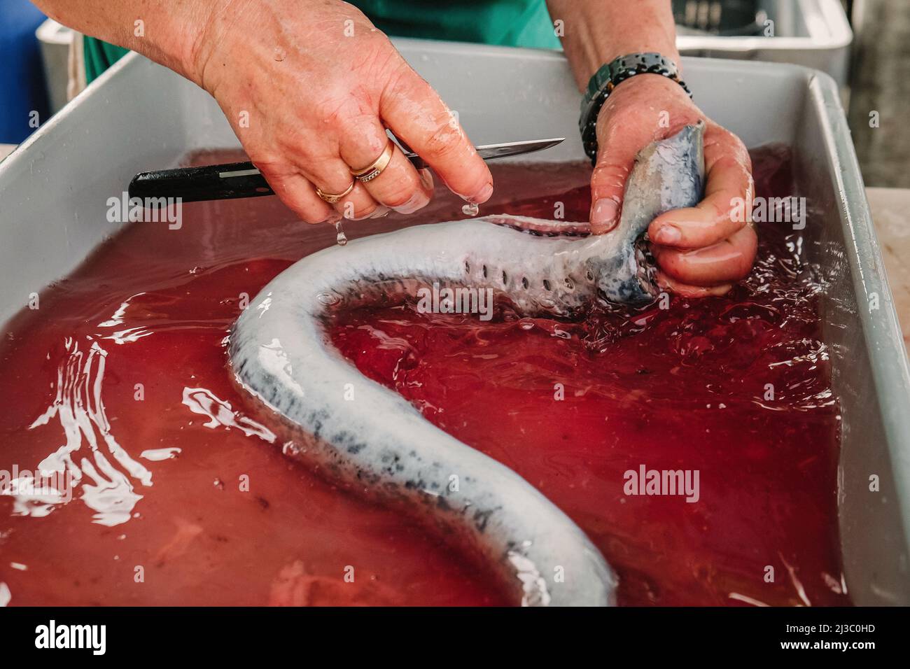 lamprey being prepared in traditional portuguese way Stock Photo