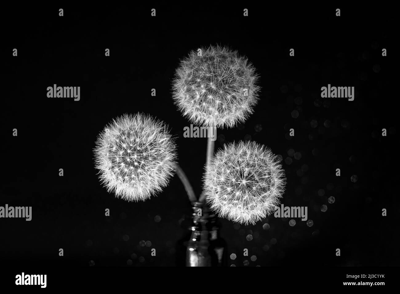 Three white fluffy round dandelions on a black star background in a vase, close-up. Round head of summer plants with umbrella-shaped seeds. The concep Stock Photo