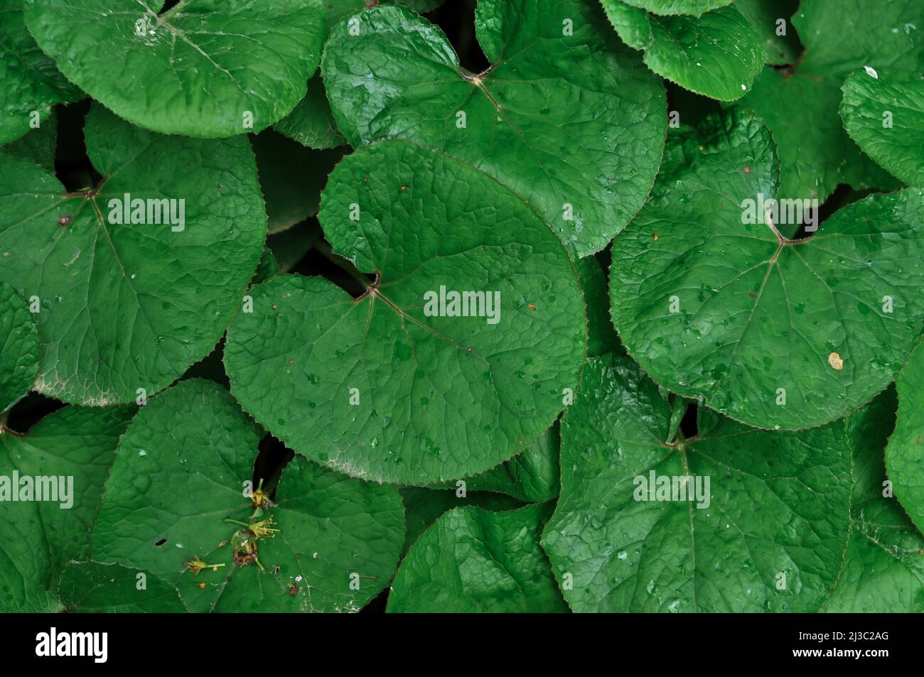 Fresh green leaves background texture copy space  Stock Photo