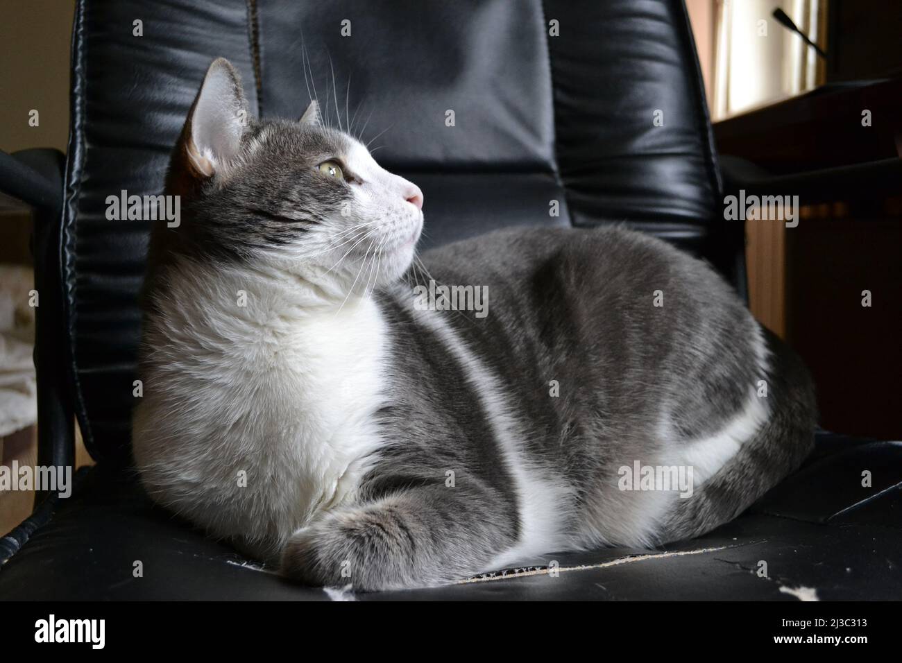 Portrait of a gray and white cat in a black leather armchair. Stock Photo