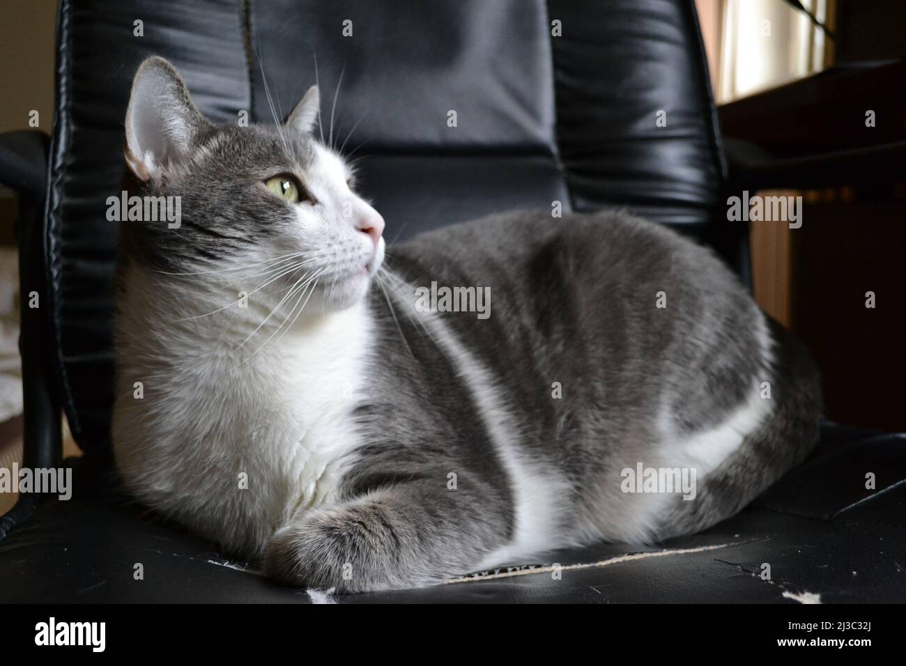 Portrait of a gray and white cat in a black leather armchair. Stock Photo