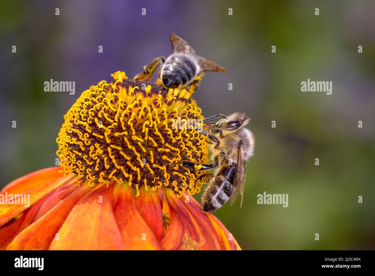 Bee - Apis Mellifera - Pollinates A Blossom Of The Common Sneezeweed Or Large-flowered Sneezeweed - Helenium Autumnale Stock Photo