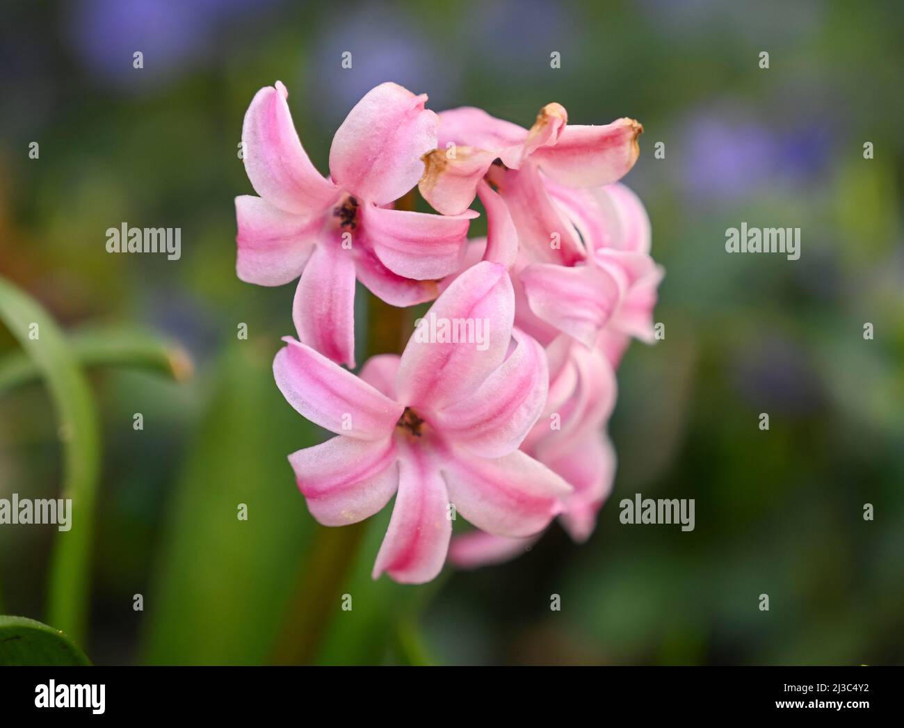 Blüte rosa Hyazinthe Stock Photo