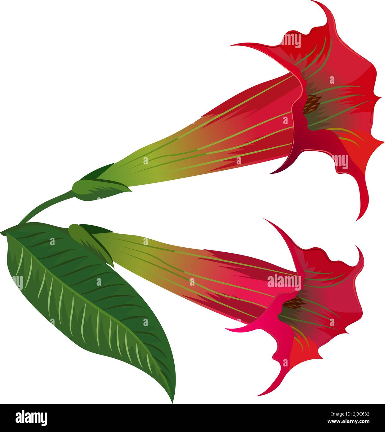 Angel trumpet flower. Brugmansia exotic plant blossom Stock Vector