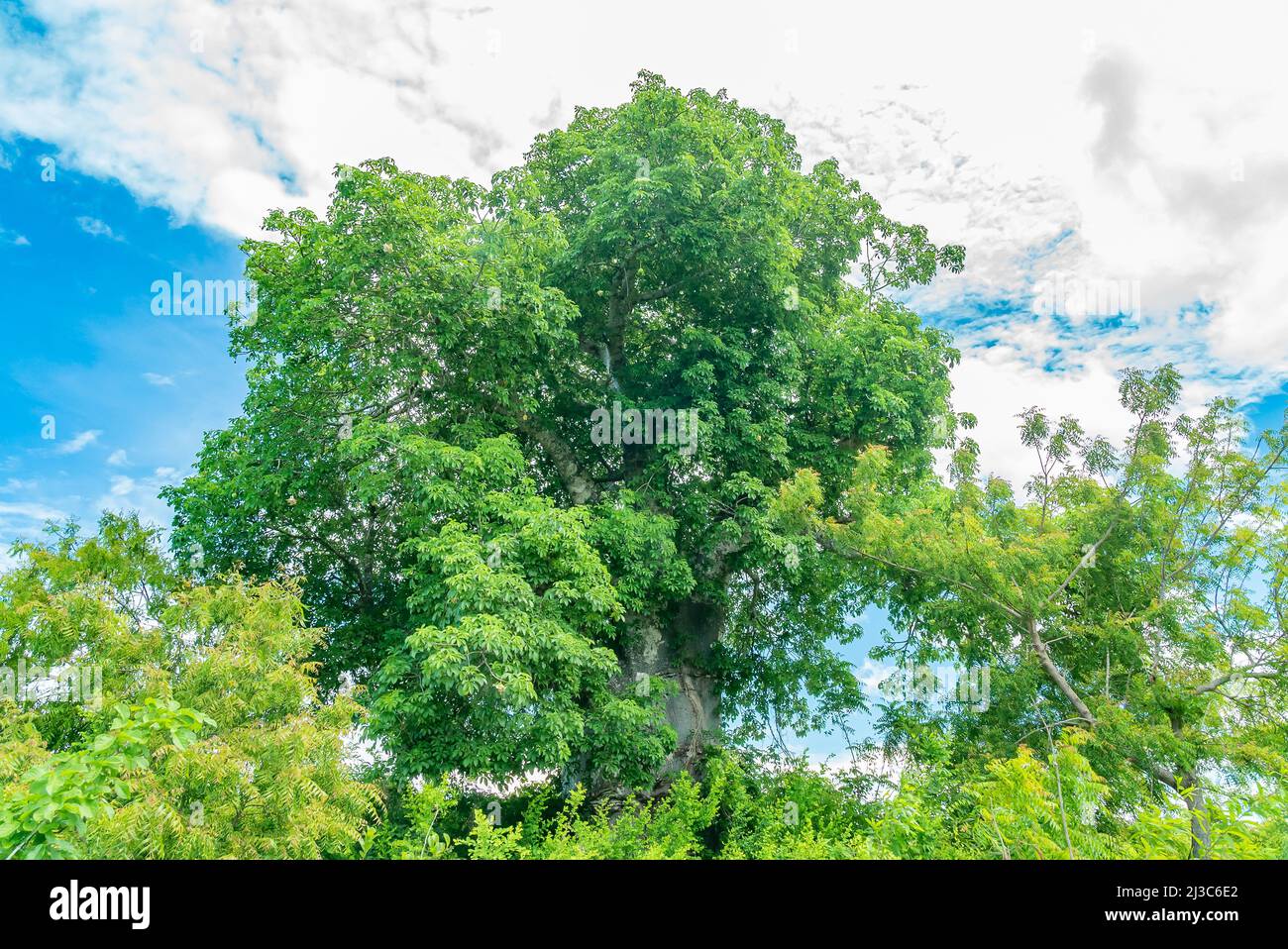 Green Baobab Tree in the forest, Zanzibar, Tanzania Stock Photo