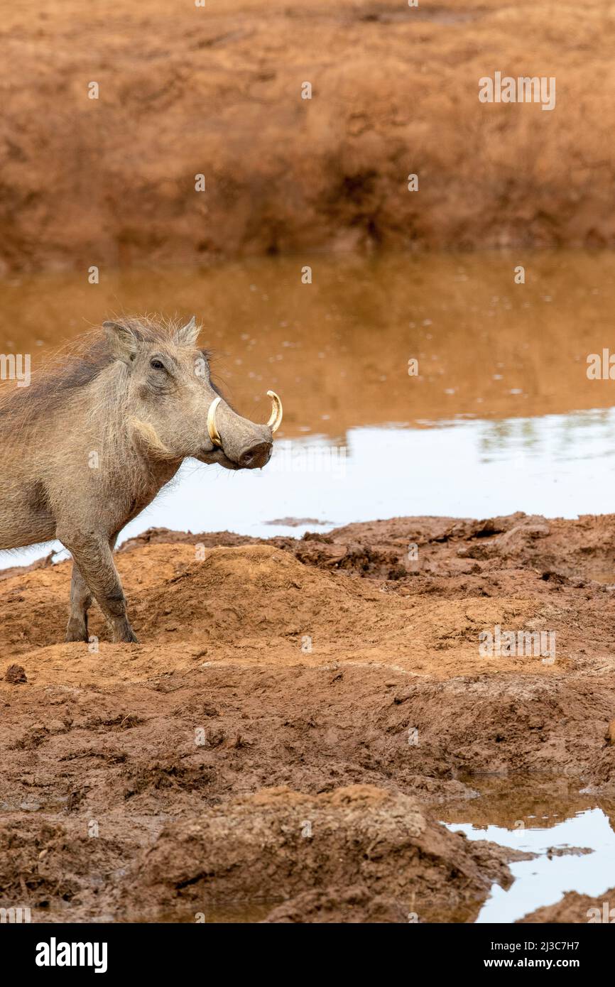 Warthog, Addo Elephant National Park Stock Photo