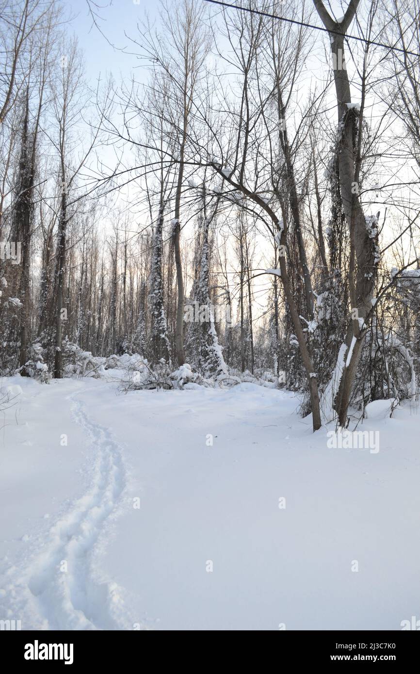 Frost covered plant sunset hi-res stock photography and images - Alamy