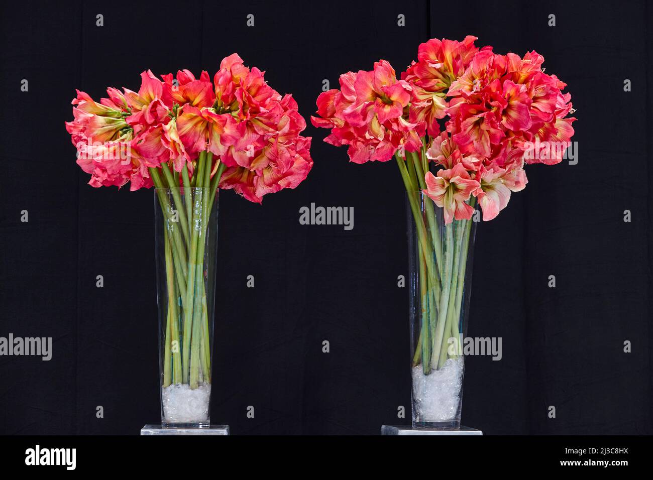 Gladiolus plants and flowers on a cristal jars. Cut flowers Stock Photo