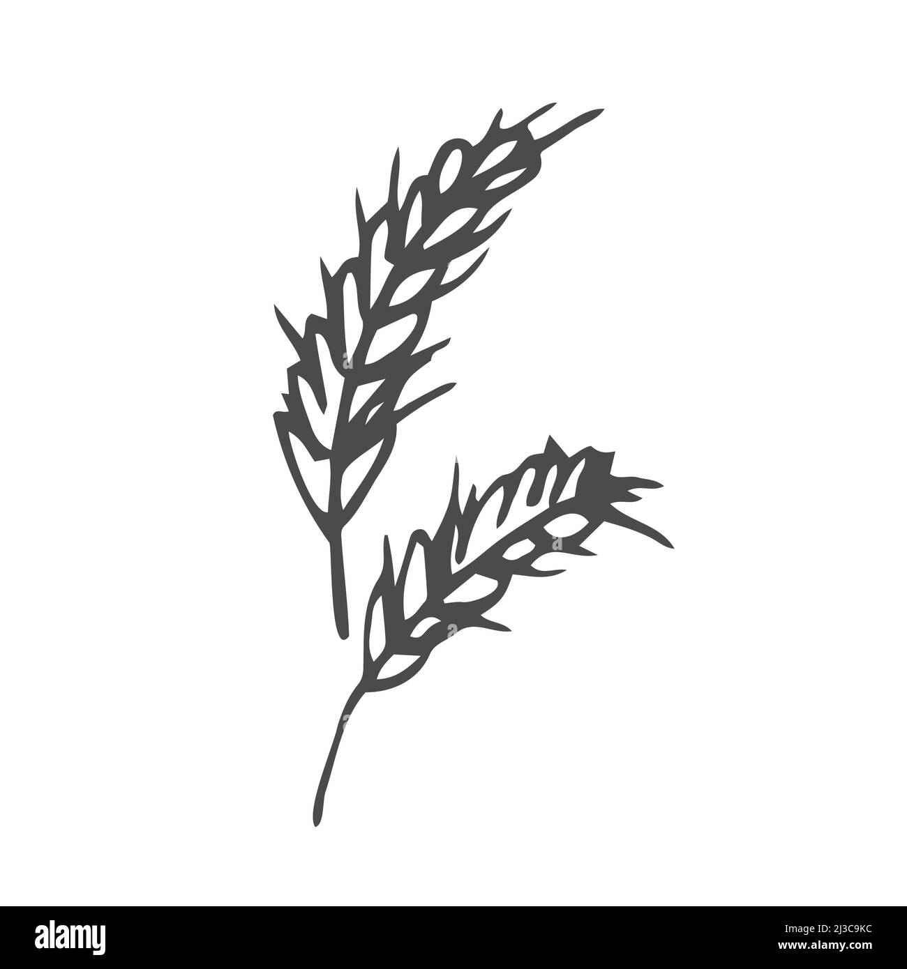 Wheat plant spikelets, vector doodle illustration, hand drawing, Stock Vector