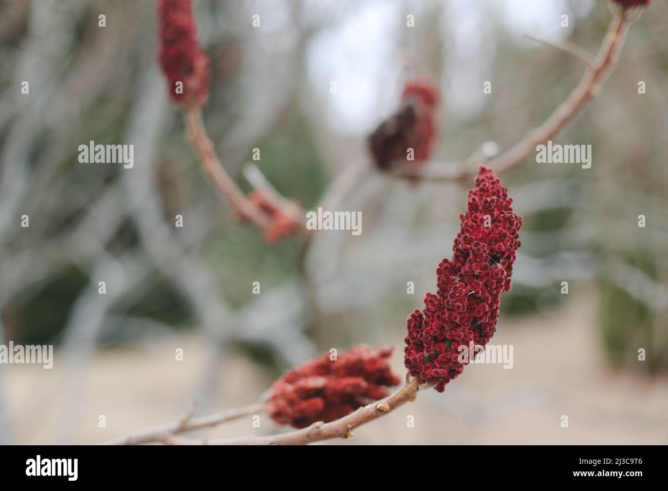 Close-up of a brown-red vinegar tree blossom. Staghorn sumac branch with seeds against blue sky. Rhus coriaria, Sicilian sumac, tanner's sumach, or Stock Photo