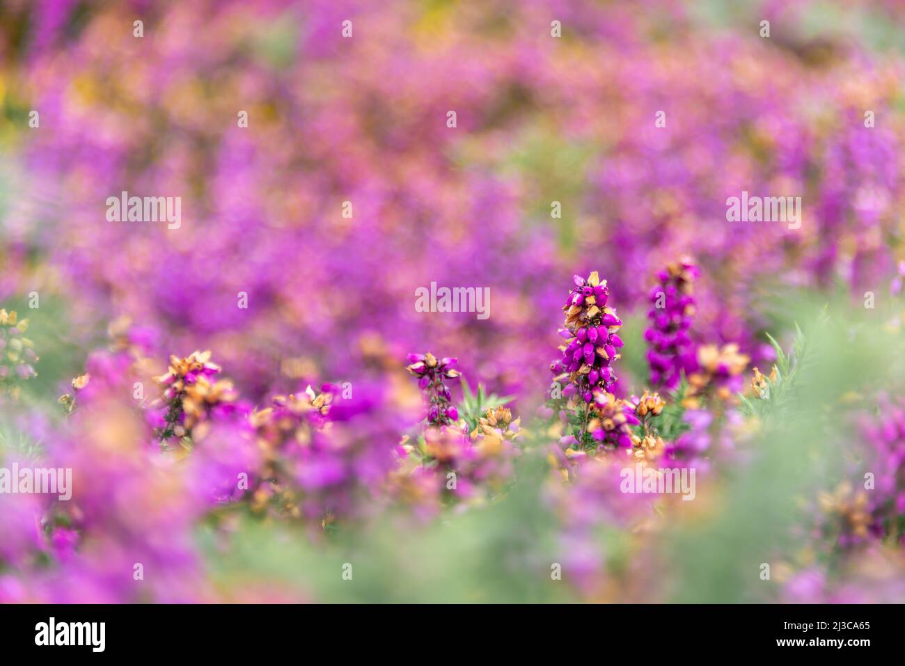 Close up of wild pink heather flowers in the moor in Brittany, France Stock Photo