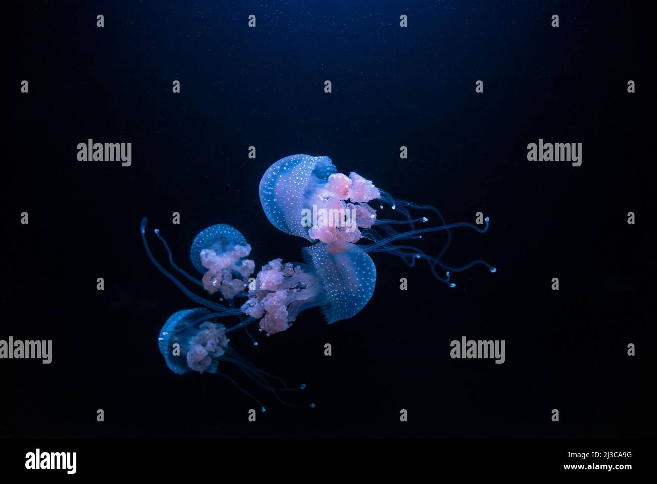 Group of blue jellyfish Phyllorhiza punctata (floating bell, Australian spotted jellyfish or white-spotted jellyfish) Stock Photo