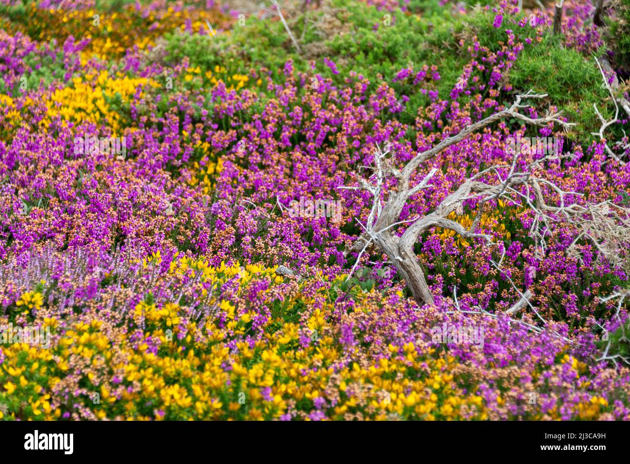 Pink heather flowers and yellow broom in the moor in Brittany, France Stock Photo