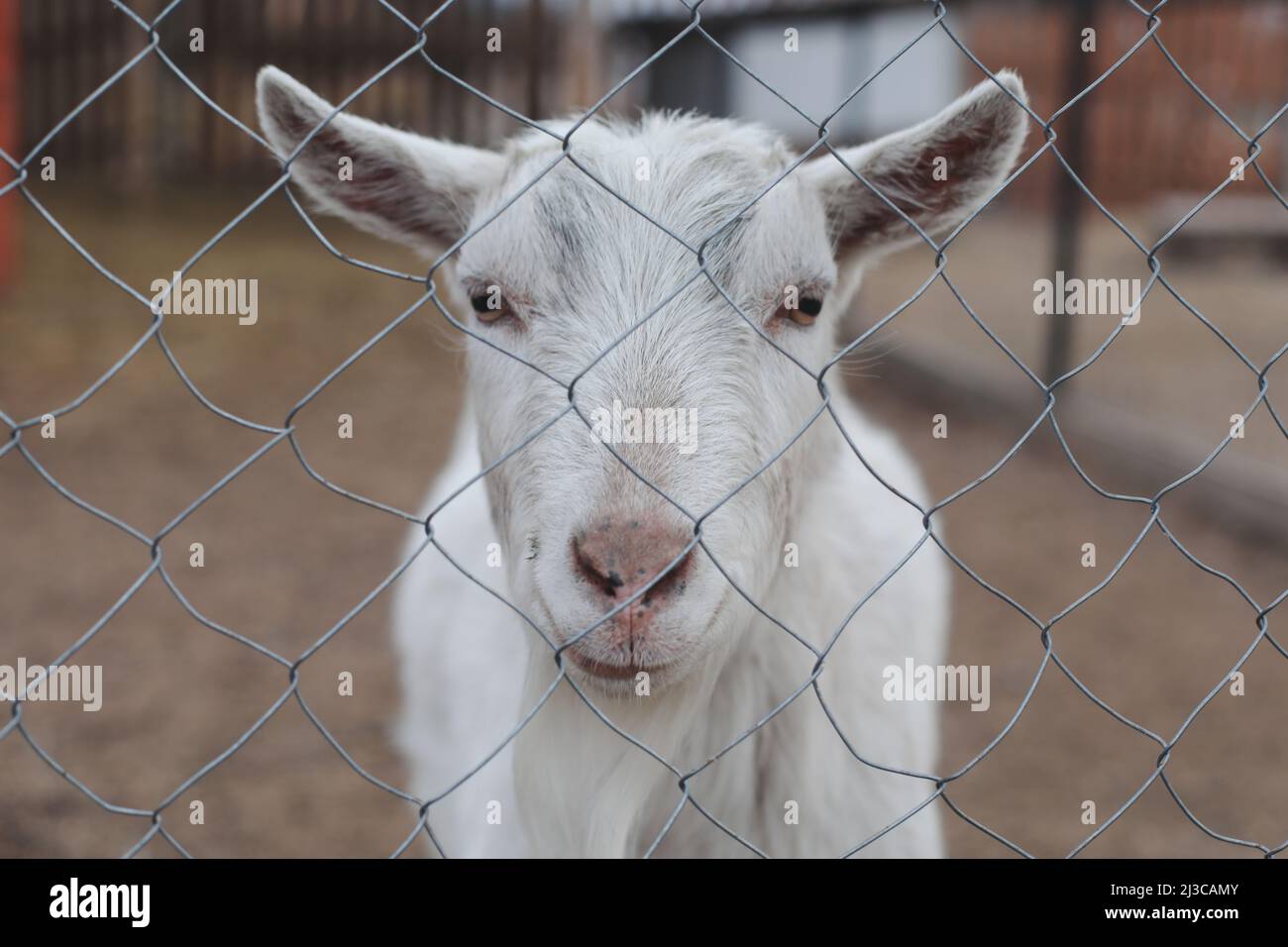 Goat on a farm. Agriculture, domestic cloven-hoofed animals. Stock Photo
