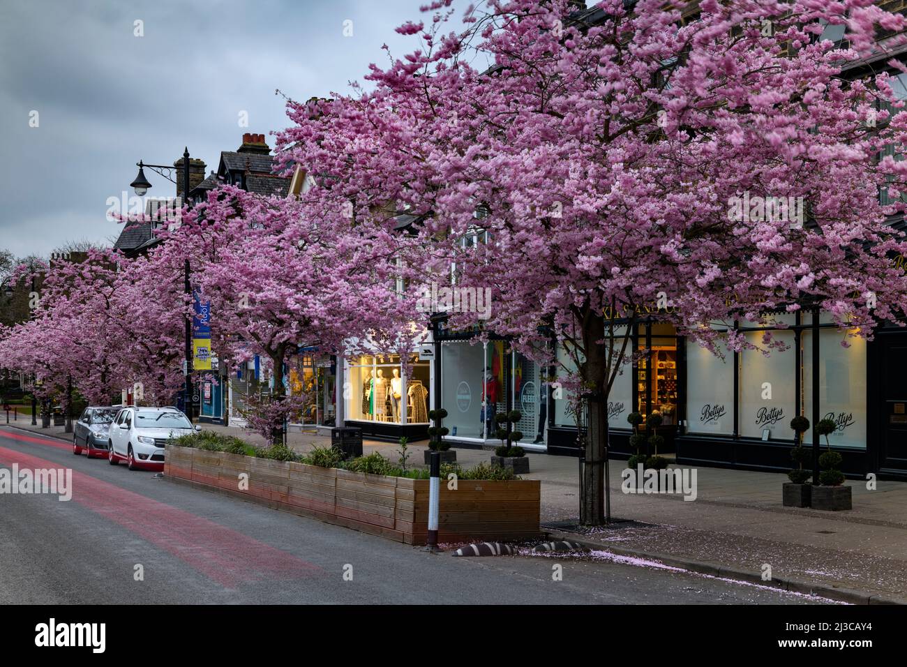 Scenic spring town centre (beautiful colourful cherry trees in bloom, restaurant-cafe shopfront, evening) - The Grove, Ilkley, Yorkshire, England, UK. Stock Photo