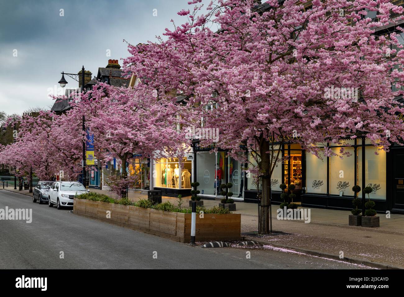 Scenic spring town centre (beautiful colourful cherry trees in bloom, restaurant-cafe shopfront, evening) - The Grove, Ilkley, Yorkshire, England, UK. Stock Photo