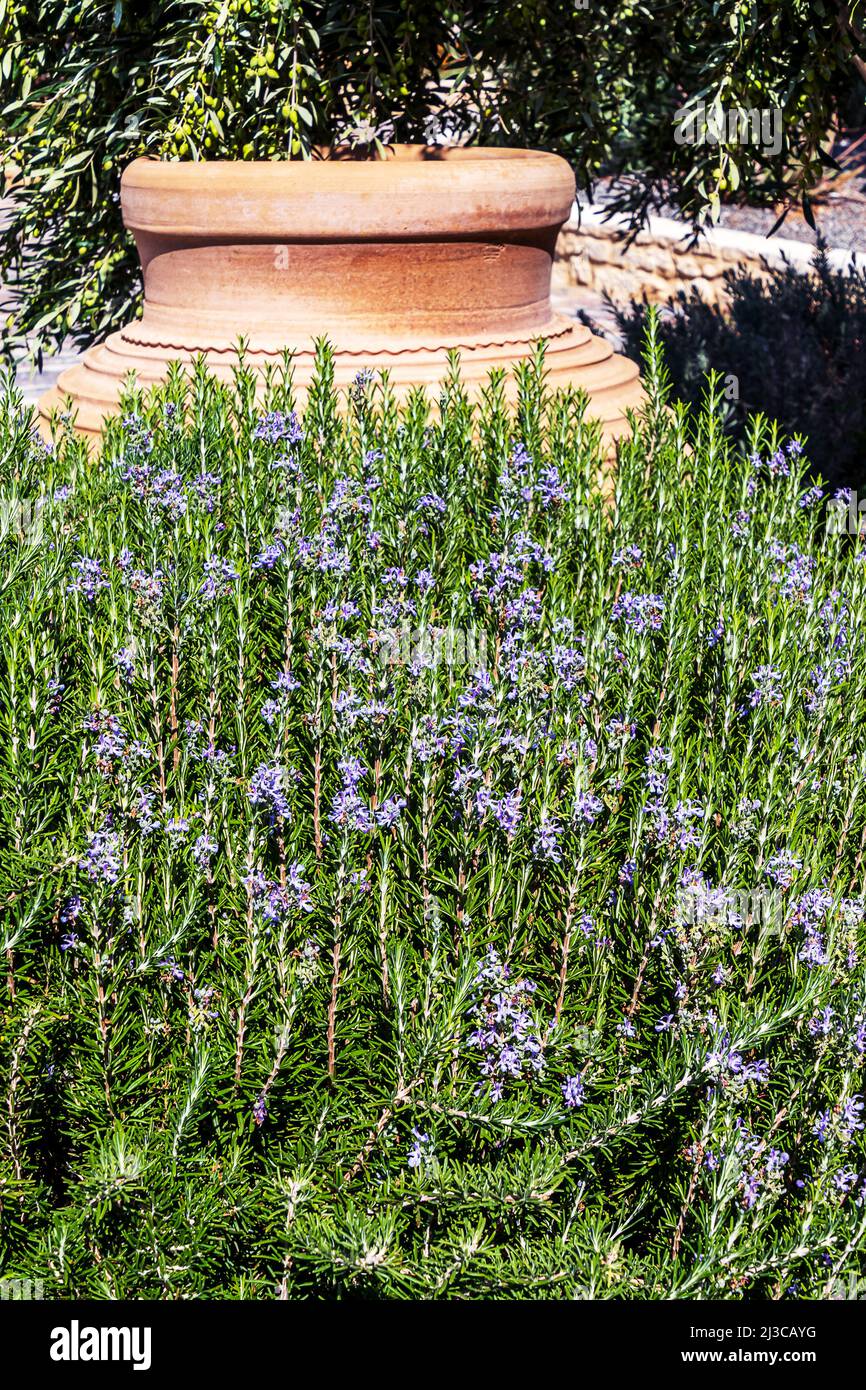 Blue flowering tall rosemary shrub in front of a giant Greek amphora under olive tree in a tropical garden. Stock Photo