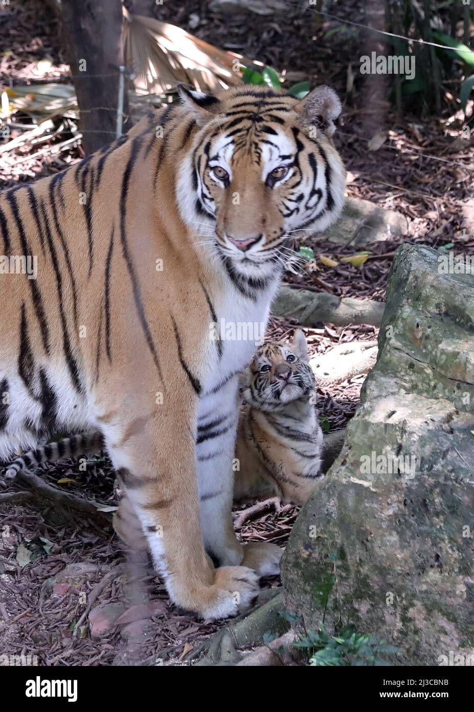 Bengal tiger cub born in hi-res stock photography and images - Alamy