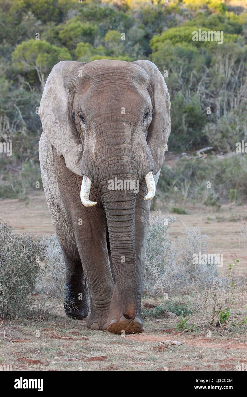 African elephant, Addo Elephant National Park Stock Photo