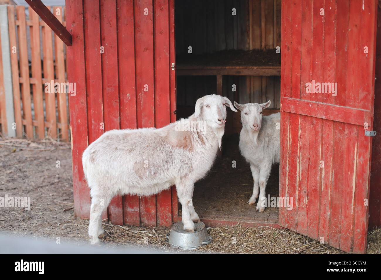 Goat on a farm. Agriculture, domestic cloven-hoofed animals. Stock Photo