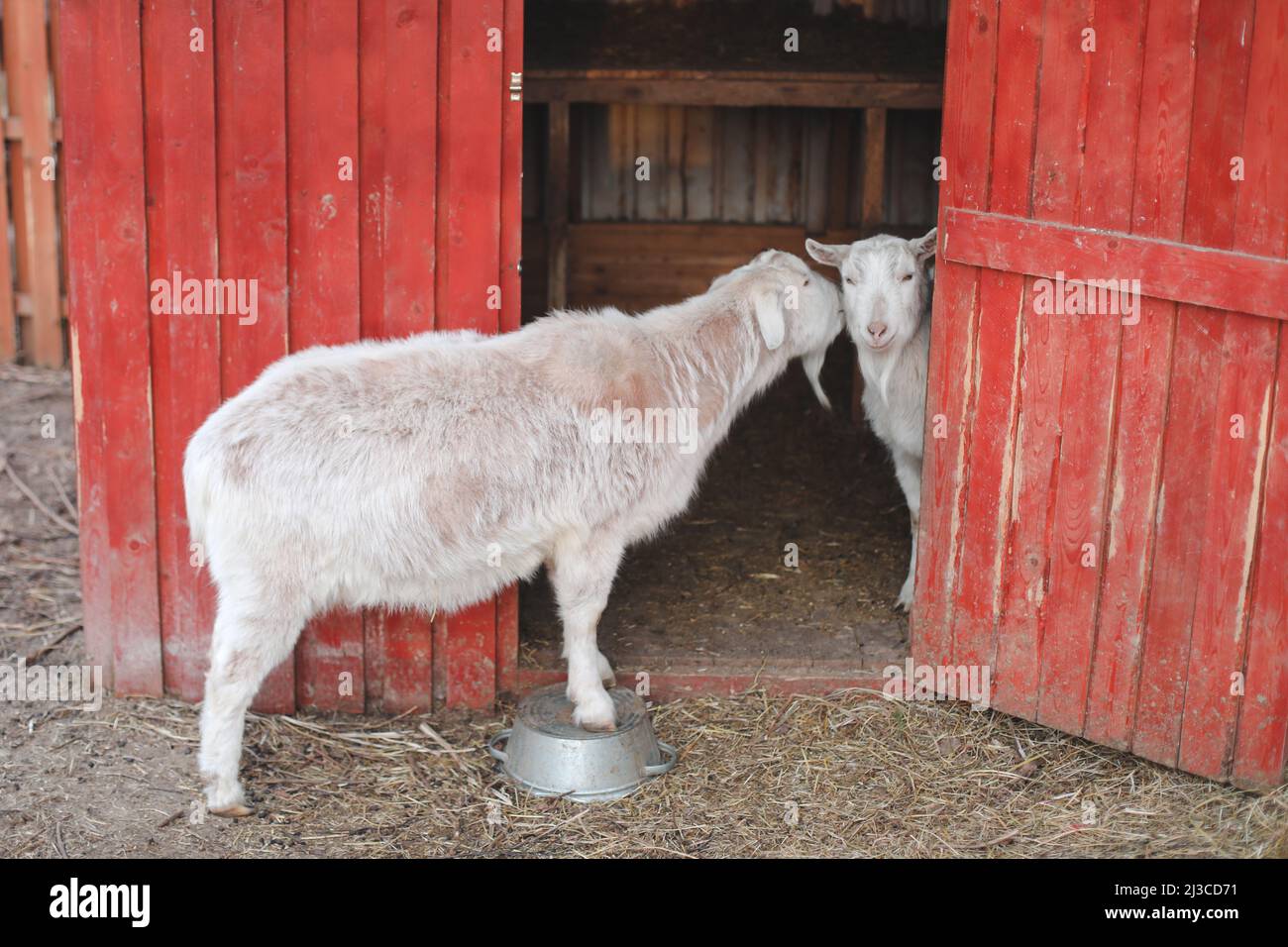 Goat on a farm. Agriculture, domestic cloven-hoofed animals. Stock Photo