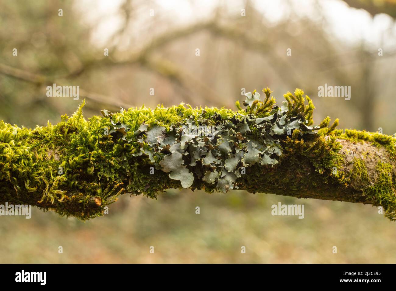 Parmotrema perlatum, a foliose lichen, and Elegant Bristle-moss, Orthotrichum pulchellum, on a tree branch in Southampton, England Stock Photo