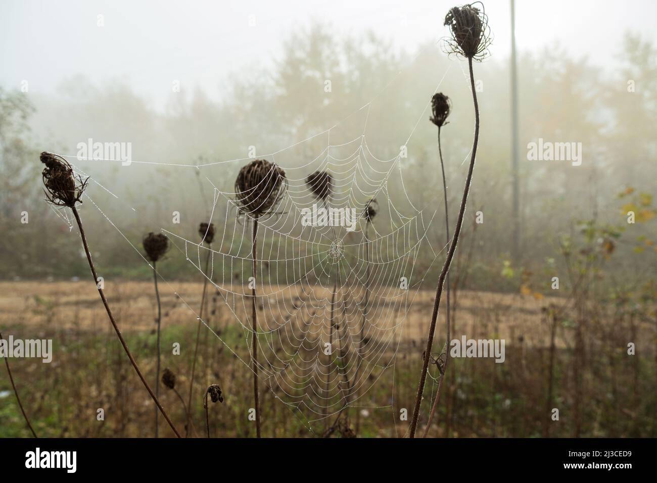 Spider web with dewdrops on the thin stems of dry shrubs. In the background blurred road and forest in the fog. Raindrops on the web in the morning in Stock Photo